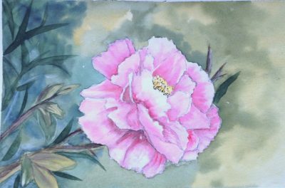 Pink Peonie watercolor