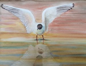 Seagull landing watercolor
